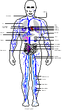 body_bone.gif
